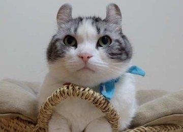 猫咪大小便后需要擦屁屁吗