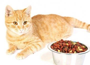 猫粮推荐哪款好以及优点
