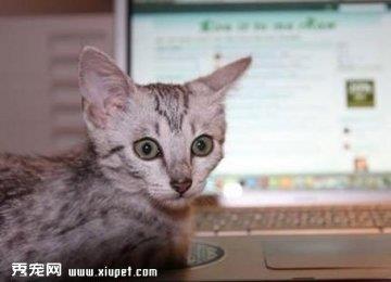 猫咪作为宠物可以散养吗？