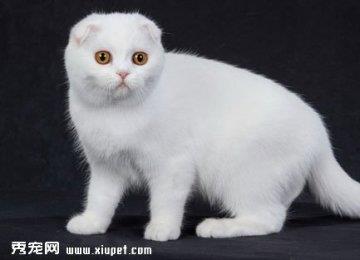 苏格兰折耳猫耳朵直立的原因