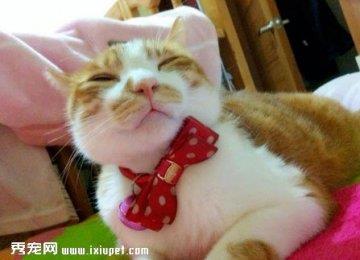 猫猫的九大居家照护要点