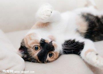 别把猫咪当成狗狗养！