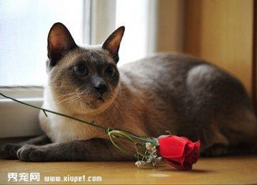 【宠物猫喂食】暹罗猫幼猫营养饮食