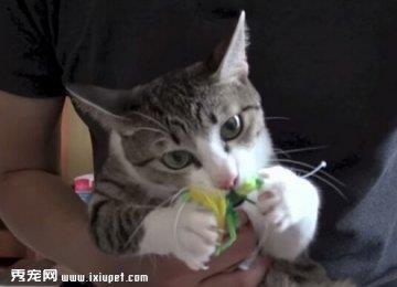 猫咪为啥爱摔东西