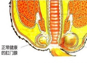 你了解猫咪菊花里的肛门腺吗?