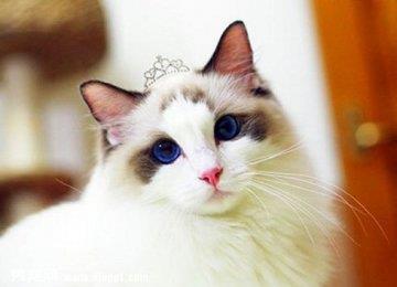 母猫和公猫发情有哪些特征？