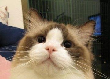 给宠物猫美容所要知道的小知识