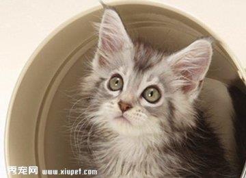 宠物猫精神忧郁时的表现