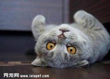 苏格兰折耳猫该如何饲养？