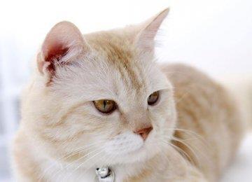 猫咪为什么带死老鼠回家的原因