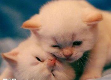 揭秘猫咪追自己尾巴的原因