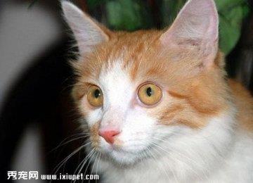 土耳其安哥拉猫在饲养的时候需要注意什么？