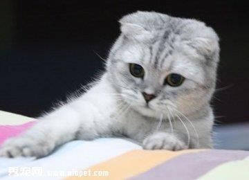 折耳猫呕吐常见原因