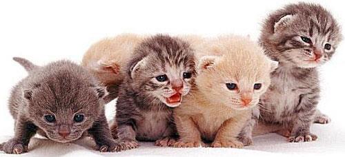猫咪幼年成长期时需要知道的知识