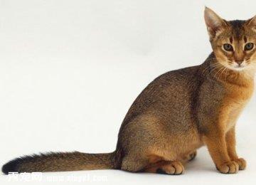 猫咪生病时的五种表现状态