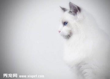 布偶猫日常清洁用品选择