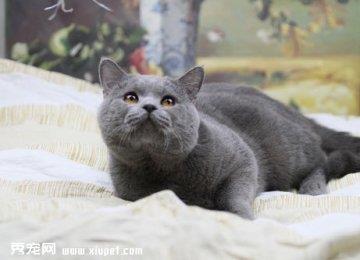 选择好的猫粮方法有哪些？