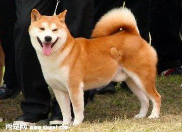 【秋田犬智商】秋田犬智商怎么样？