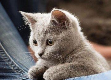 如何给猫咪取一个好听英文名？