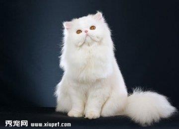如何解决波斯猫的泪痕问题？