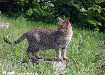 如何DIY猫猫活水饮水机？