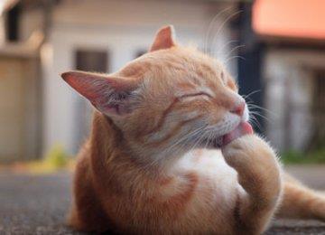 如何给猫猫选择最好的猫粮