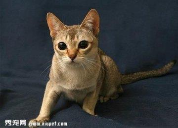猫咪有哪些比较好听的叠名？