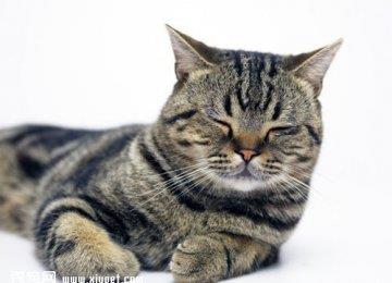 新手饲养猫咪需要准备哪些必需品？
