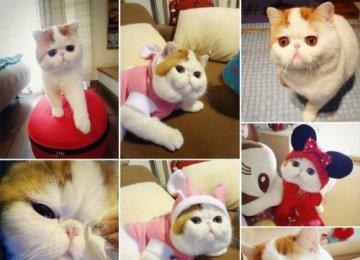 【猫猫寿命】猫咪寿命有多长及计算猫咪的年龄的方法