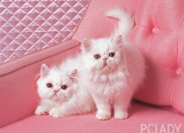 猫病毒性鼻气管炎简单介绍