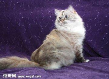褴褛猫的饲养要哪些要注意？