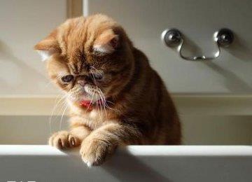 宠物猫需要剃毛吗？