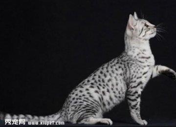 如何让宠物猫咪的毛更加美丽？