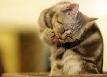 揭秘猫咪爱洗脸的原因