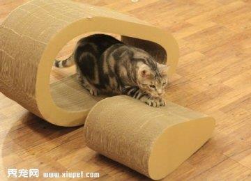猫咪使用猫抓板的十个注意事项