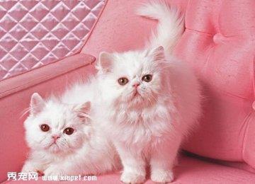 猫咪梳洗时的必备用品