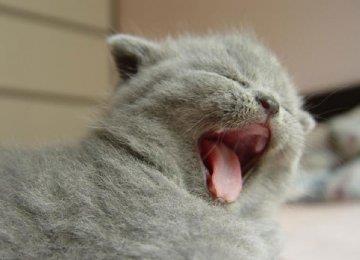 【猫猫饲养】猫猫养护注意篇