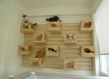 选购猫猫用品的注意事项
