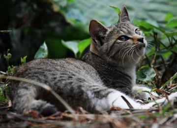 好听的猫咪名字大全 给猫咪起什么名字好