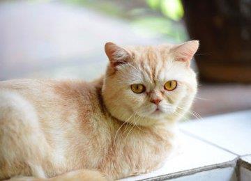 猫猫名字大全：母猫取名字技巧