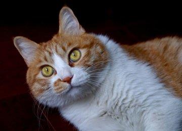 喵星人取名字参考：猫猫名字大全