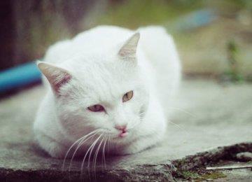 【猫猫起名】给猫猫起个易叫易记的名字
