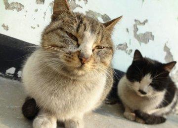 【猫猫名字】让宠物喵咪记住自己名字的方法