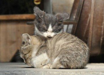【母猫名字收集】宠物猫猫名字大全
