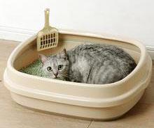 宠物猫咪砂盘里的学问