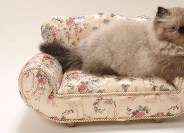 猫用品 宠物猫的床如何选择
