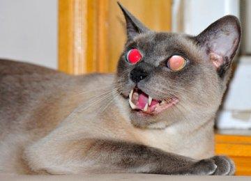 给暹罗猫洗澡的方法技巧