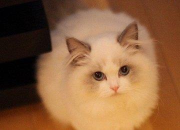 【养布偶猫】饲养布偶猫的注意事项
