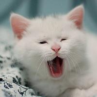 小猫洗澡用什么东西?