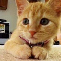 猫咪要剃毛吗?猫咪剃毛好不好?